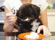 Anjing makan nasi