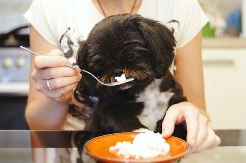 Anjing makan nasi