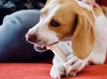 Anjing makan tulang