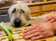 Anjing vegan