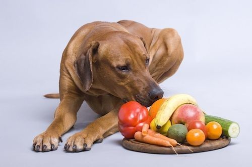 Anjing vegetarian
