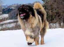 Caucasian Shepherd Dog