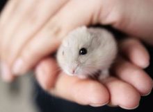 Hamster sakit