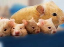 Ibu hamster dan bayinya