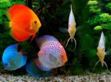 Ikan discus