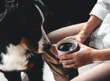 Kopi dan anjing