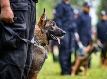 Anjing polisi terbaik