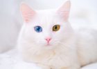 Gambar Kucing Albino