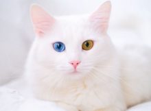 Gambar Kucing Albino