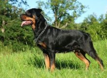 Gambar anjing penjaga Rottweiler