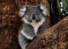 Gambar koala