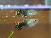 Guppy sakit
