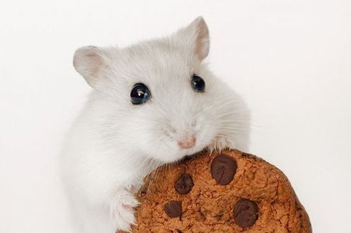 Hamster makan biskuit cokelat