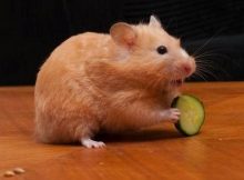 Hamster makan mentimun