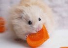 Hamster ngemil wortel