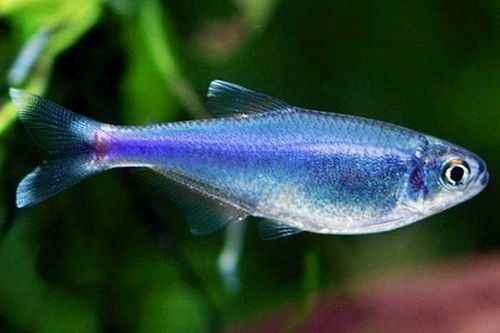 Ikan Blue Tetra