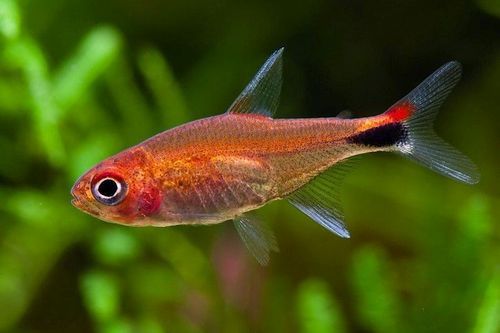 Ikan Ruby Tetra