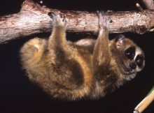 Slow Loris Kerdil