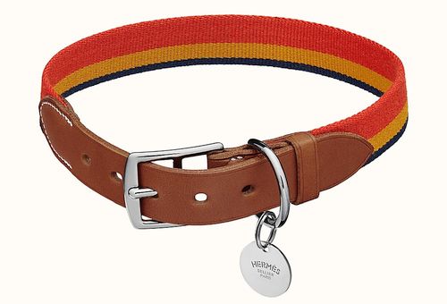 Tali collar untuk anjing