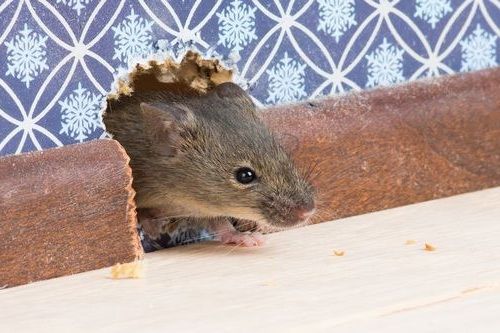 Bahaya tikus