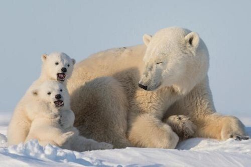 Beruang kutub