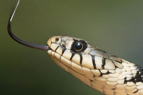 Desisan ular