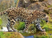 Foto jaguar