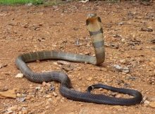 Gambar king cobra