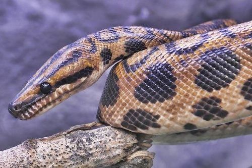 Gambar ular