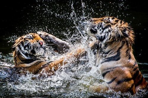 Harimau di air