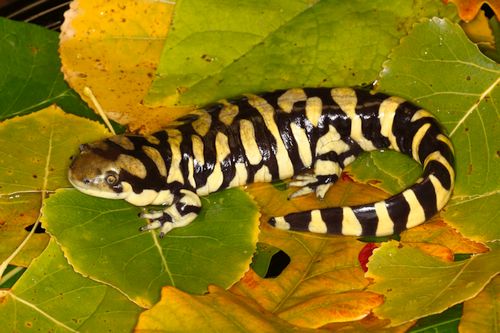 Salamander harimau