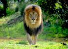 Singa jantan