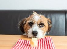 Anjing makan keju