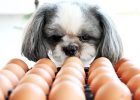 Anjing makan telur