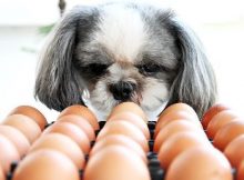 Anjing makan telur