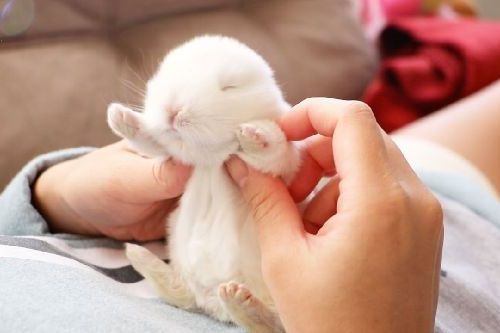 Bayi kelinci