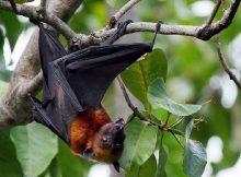 Fakta kelelawar