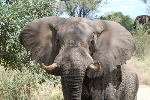 Gajah Semak Afrika