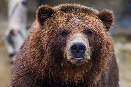 Gambar Beruang Grizzly