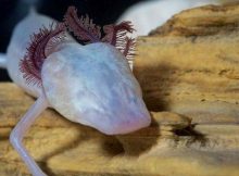 Gambar Hewan Buta Tanpa Mata