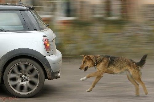 Gambar anjing mengejar kendaraan