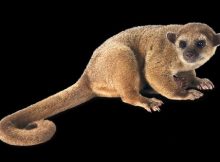 Hewan Ekor Prehensile