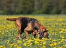 Hewan Penciuman Terbaik