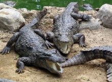 Hewan berdarah dingin