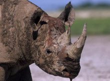 Hewan berkulit tebal