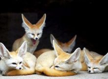 Hewan bertelinga panjang