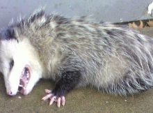 Hewan pura-pura mati