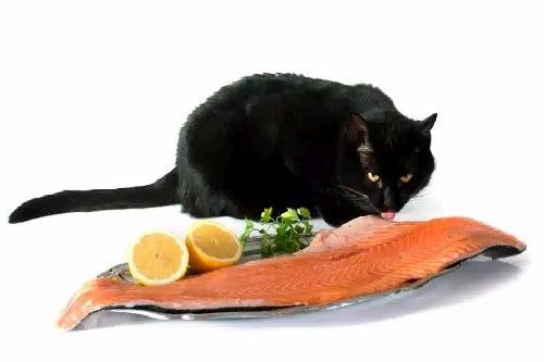 Ikan salmon untuk kucing