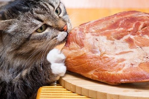 Kucing daging babi