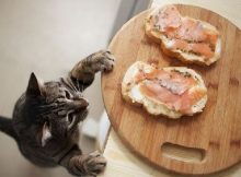 Kucing makan salmon